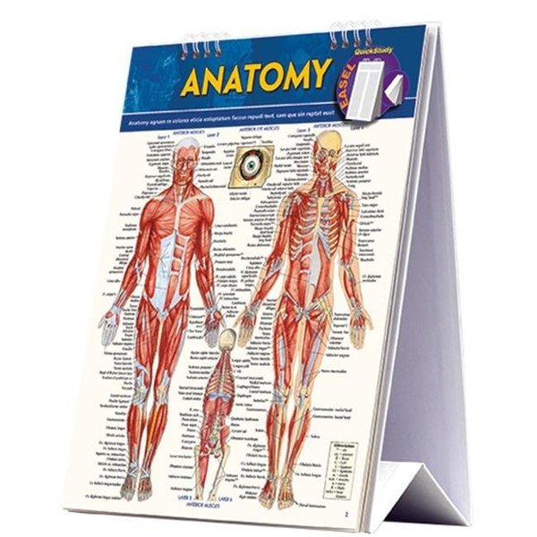 Barcharts Publishing BarCharts Publishing 9781423225836 Anatomy Easel in English 9781423225836
